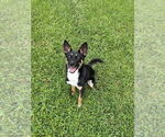 Small #7 German Shepherd Dog