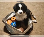 Small #8 Bernese Mountain Dog