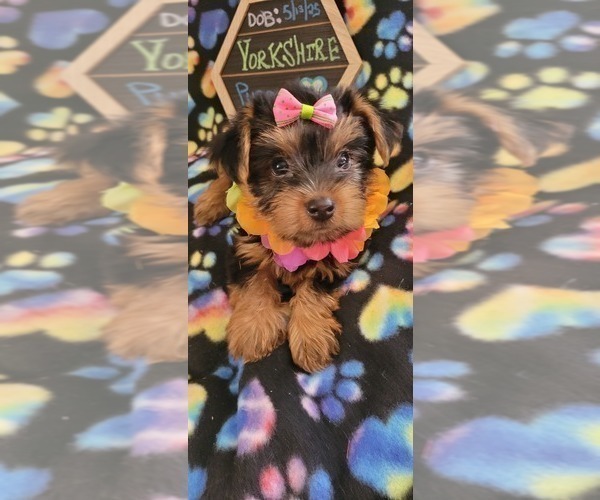 Medium Photo #9 Yorkshire Terrier Puppy For Sale in AKRON, OH, USA