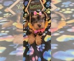 Small Photo #9 Yorkshire Terrier Puppy For Sale in AKRON, OH, USA