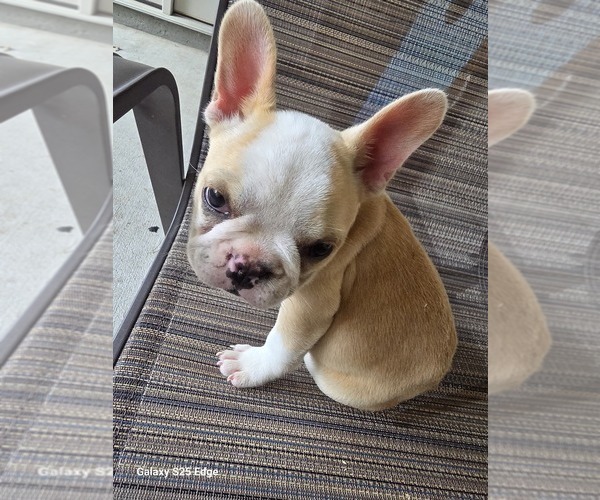 Medium Photo #1 French Bulldog Puppy For Sale in MURFREESBORO, TN, USA
