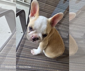French Bulldog Puppy for sale in MURFREESBORO, TN, USA