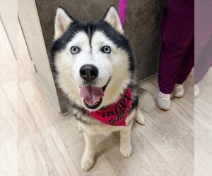 Siberian Husky Dogs for adoption in Carrollton, TX, USA