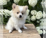 Small #2 Pomeranian