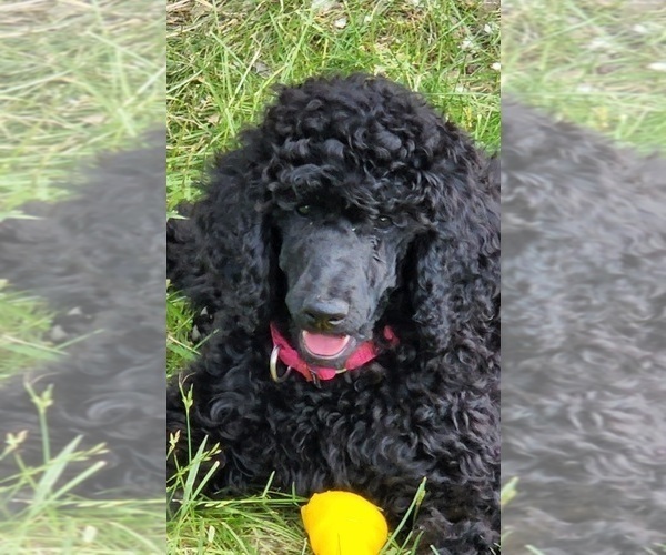 Medium Photo #7 Poodle (Standard) Puppy For Sale in WEBSTER, MN, USA