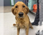 Small #1 Golden Retriever Mix