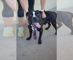Dink - Male American Pit Bull Terrier-Unknown Mix Dog for Adoption - Photo #2
