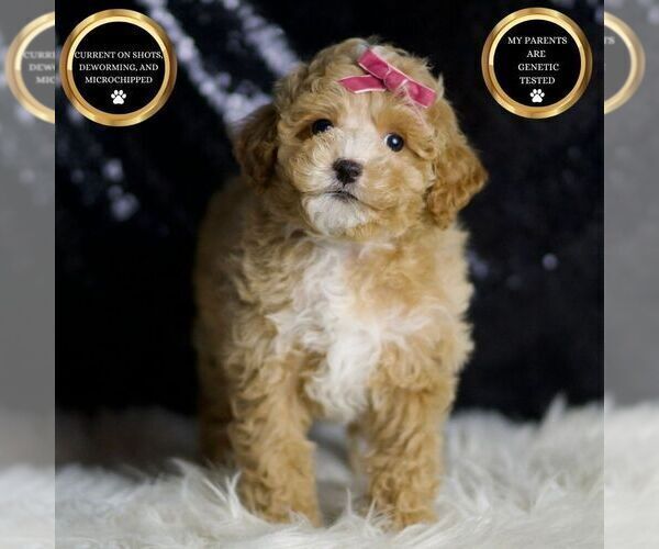 Medium Photo #12 Maltipoo (Miniature) Puppy For Sale in WARSAW, IN, USA