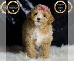 Small Photo #12 Maltipoo (Miniature) Puppy For Sale in WARSAW, IN, USA