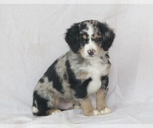 Miniature Bernedoodle Puppy for sale in DORNSIFE, PA, USA