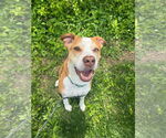 Small #3 American Pit Bull Terrier-Catahoula Leopard Dog Mix