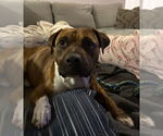 Small #7 American Staffordshire Terrier-Mastiff Mix