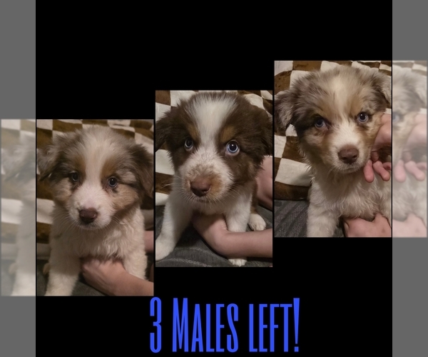 Medium Photo #1 Australian Shepherd Puppy For Sale in ROY, UT, USA