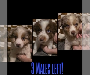 Australian Shepherd Litter for sale in ROY, UT, USA