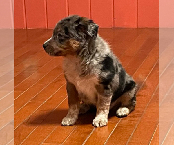 Medium Photo #3 Australian Cattle Dog-Great Pyrenees Mix Puppy For Sale in NEW WILMINGTON, PA, USA