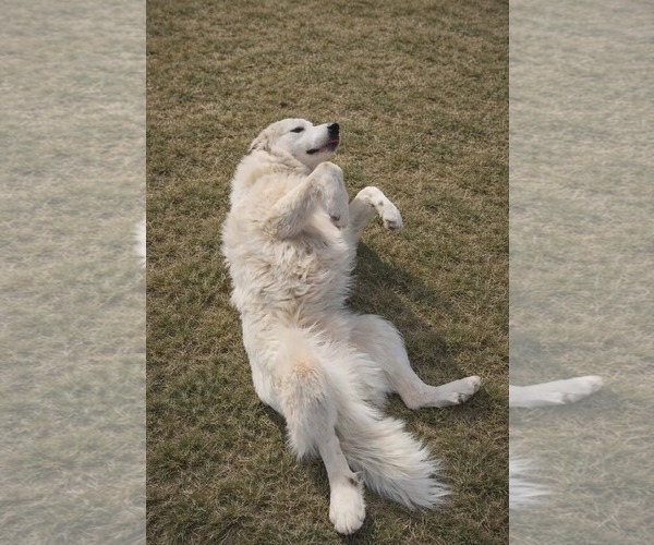 Medium Photo #8 Great Pyrenees Puppy For Sale in Rustburg, VA, USA
