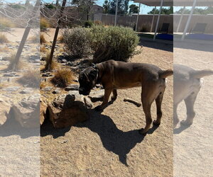 Bam - Male Mutt Dog for Adoption - Photo #3