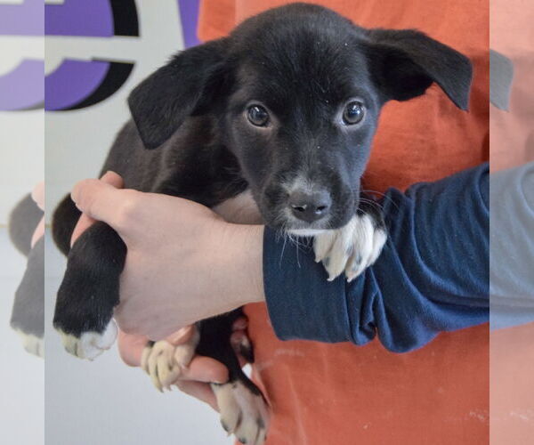Medium Photo #3 Border Collie-Unknown Mix Puppy For Sale in Huntley, IL, USA