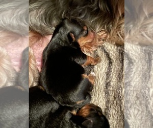 Yorkshire Terrier Puppy for sale in VALLEJO, CA, USA