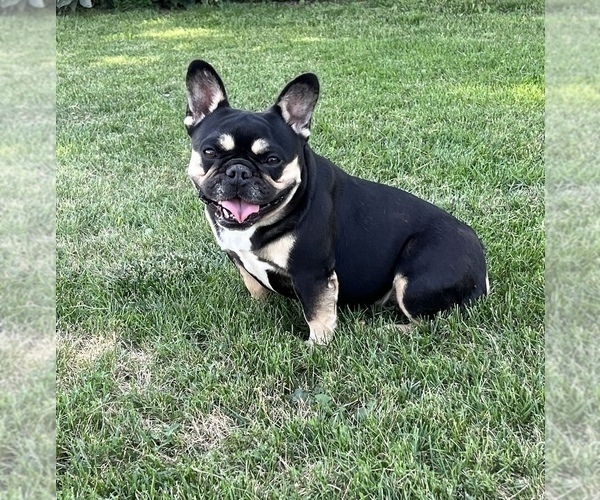 Medium Photo #1 French Bulldog Puppy For Sale in LAURENS, IA, USA