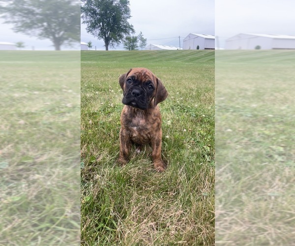 Medium Photo #1 Boxer Puppy For Sale in BRADFORD, OH, USA