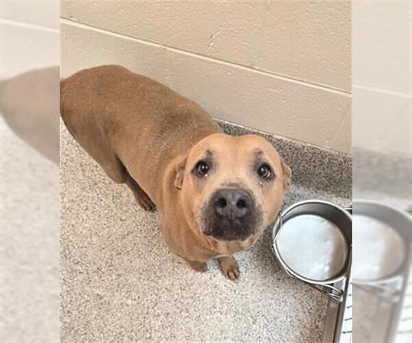 Medium Photo #2 Mutt Puppy For Sale in Houston, TX, USA