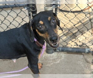 Doberman Pinscher-Unknown Mix Dogs for adoption in Tulsa, OK, USA