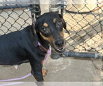 Small Doberman Pinscher Mix