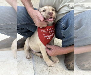 Labrador Retriever-Unknown Mix Dogs for adoption in The Woodlands, TX, USA