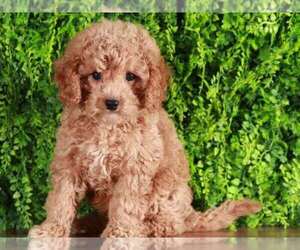 Bichon Frise-Cavapoo Mix Puppy for sale in MOUNT VERNON, OH, USA