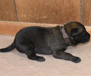 Belgian Malinois Puppy for sale in LA PINE, OR, USA