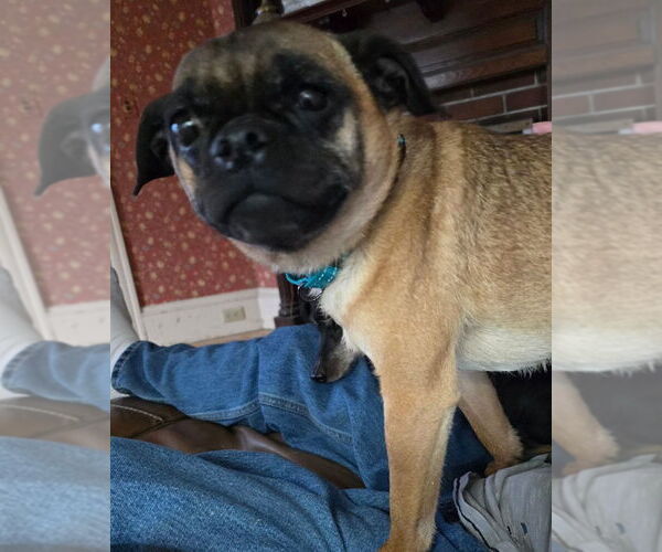 Medium Photo #2 Pug-Unknown Mix Puppy For Sale in Taunton, MA, USA