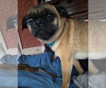 Small #1 Pug Mix