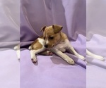 Small #2 Rat Terrier