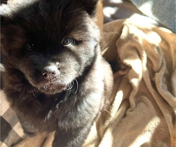 Medium Photo #3 Chow Chow Puppy For Sale in LOS ANGELES, CA, USA