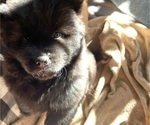 Small Photo #3 Chow Chow Puppy For Sale in LOS ANGELES, CA, USA