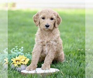 Goldendoodle Puppy for sale in RONKS, PA, USA