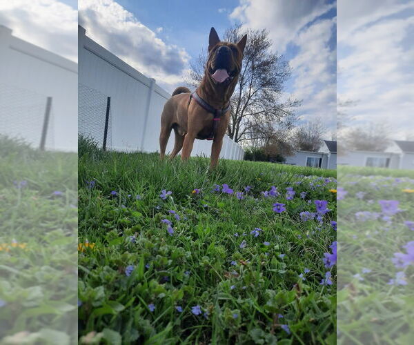 Medium Photo #4 Mutt Puppy For Sale in New York, NY, USA