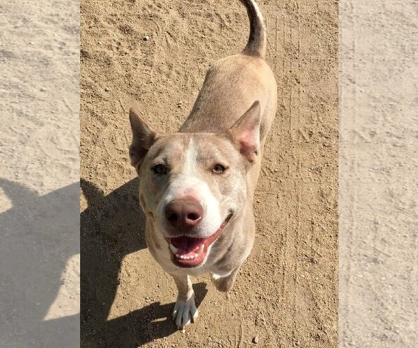 Medium Photo #4 Huskies -Unknown Mix Puppy For Sale in Lancaster, CA, USA