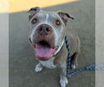 Small American Pit Bull Terrier
