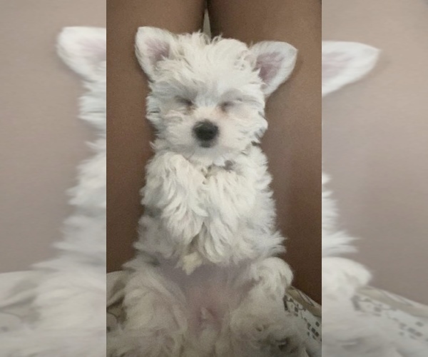 Medium Photo #6 Mal-Shi Puppy For Sale in FARMINGTON, MN, USA