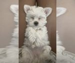 Small Photo #6 Mal-Shi Puppy For Sale in FARMINGTON, MN, USA