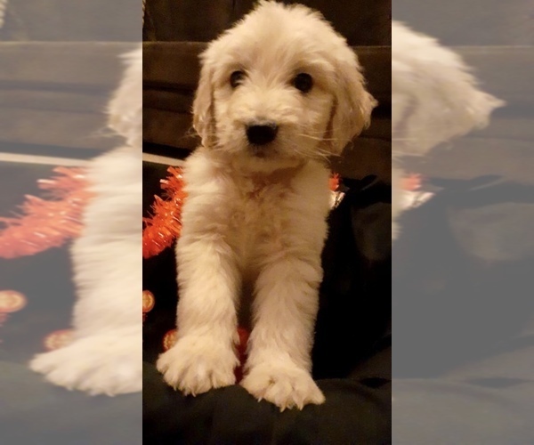 Medium Photo #58 Goldendoodle Puppy For Sale in N HIGHLANDS, CA, USA