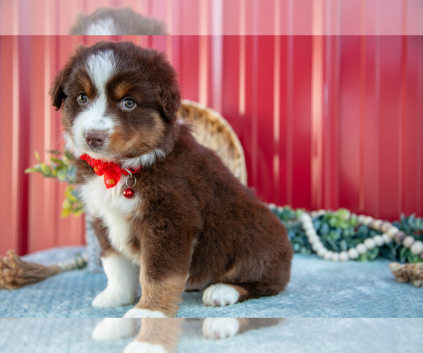 Medium Photo #3 Miniature Australian Shepherd Puppy For Sale in MILLERSBURG, OH, USA