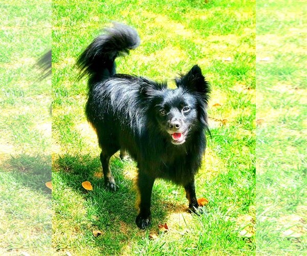 Medium Photo #5 Huskies -Pomeranian Mix Puppy For Sale in Lebanon, PA, USA