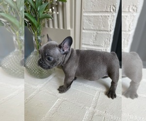French Bulldog Puppy for sale in SACRAMENTO, CA, USA