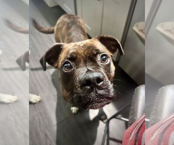 Medium Photo #2 Boxer Puppy For Sale in Dumont, NJ, USA