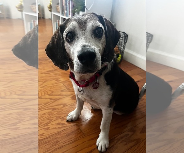 Medium Photo #2 Beagle Puppy For Sale in Dunnellon, FL, USA