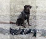 Small Photo #1 Labrador Retriever Puppy For Sale in FLETCHER, OK, USA