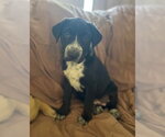 Small #1 Mutt